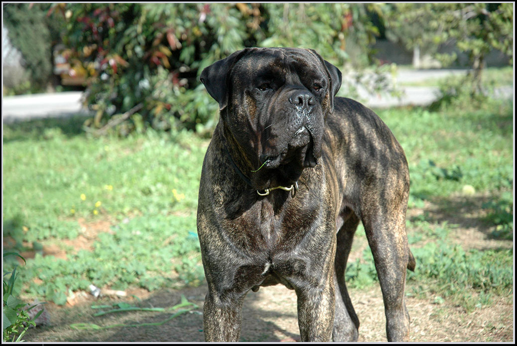 a large brown dog standing on top of a lush green field