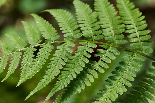 a close up image of leaves in the forest