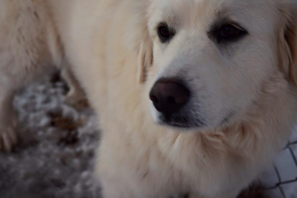 close up view of a white dog standing behind a fence