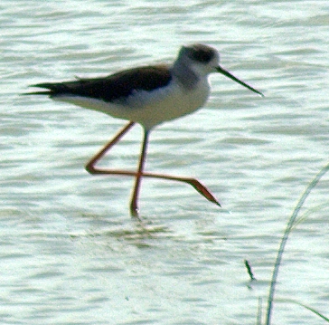 a bird with long legs walking through the water
