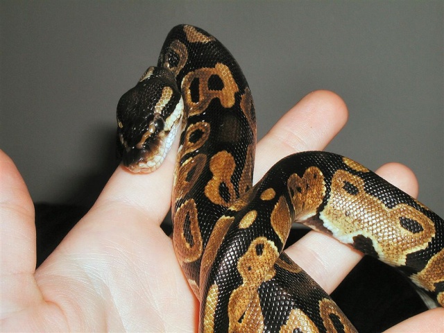 a large snake is being held in someone's hand
