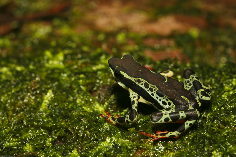 a small green and black frog on a green plant