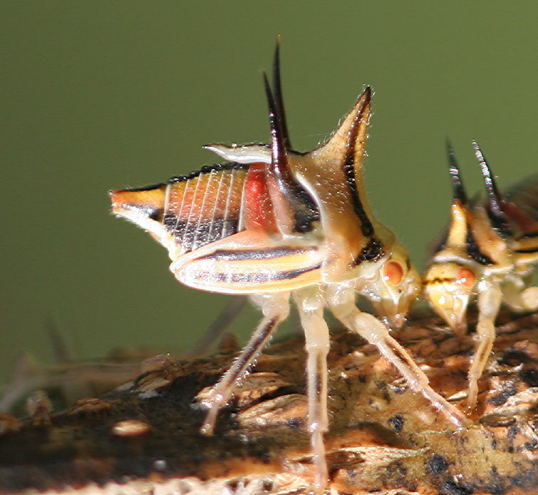 these are some tiny, colorful bugs eating grass