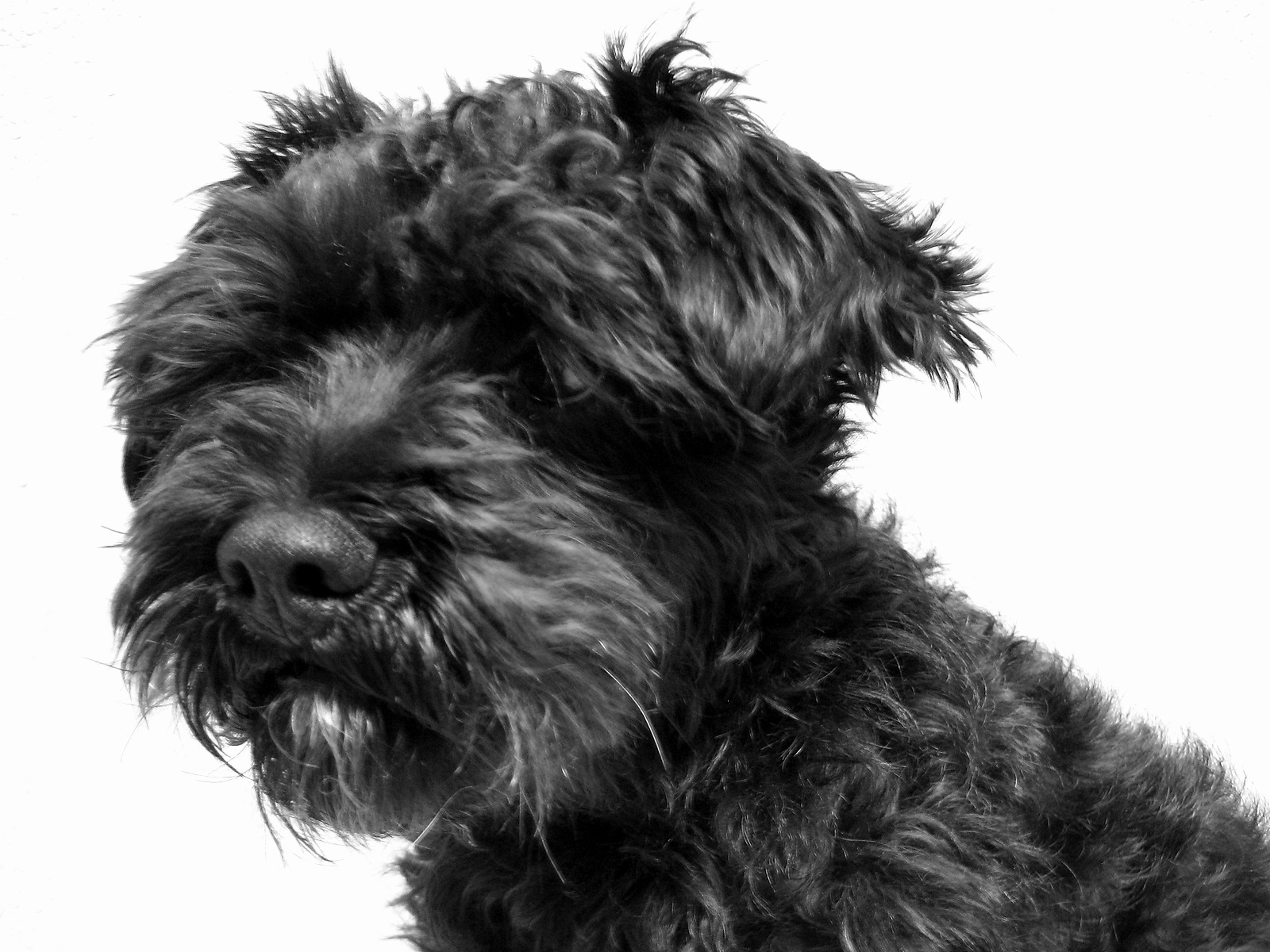 black and white po of small furry dog