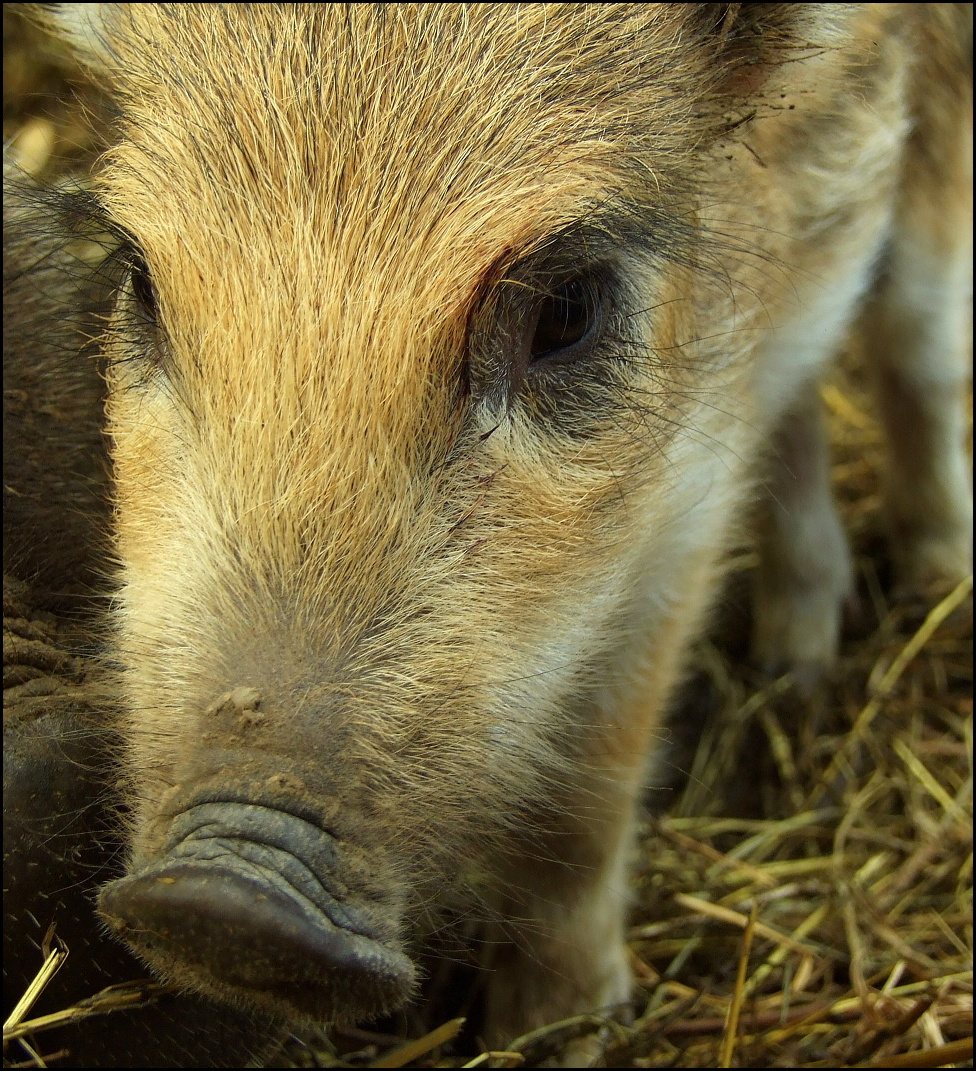 a small pig with a big nose that has just taken a bite out of it