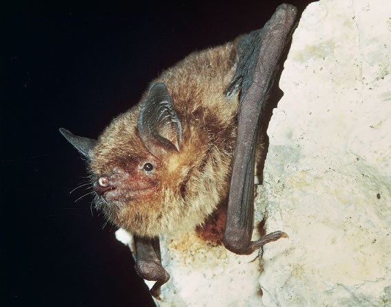 the small bat is hanging on a rock wall