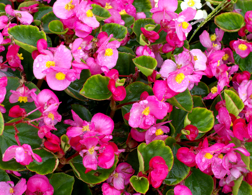 colorful pink and white flowers growing on a plant