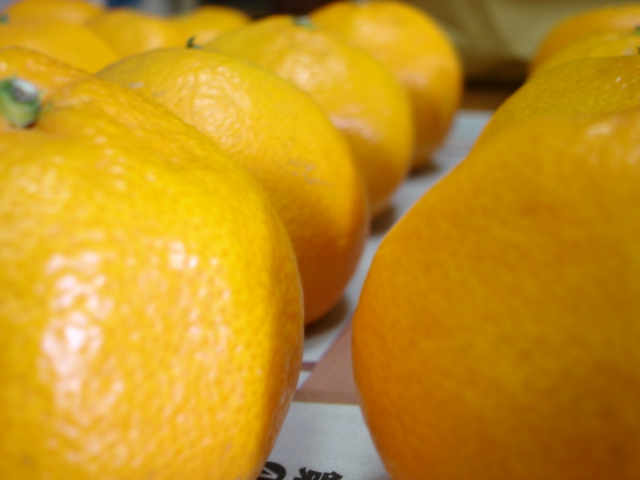 closeup view of many oranges, one is green and yellow
