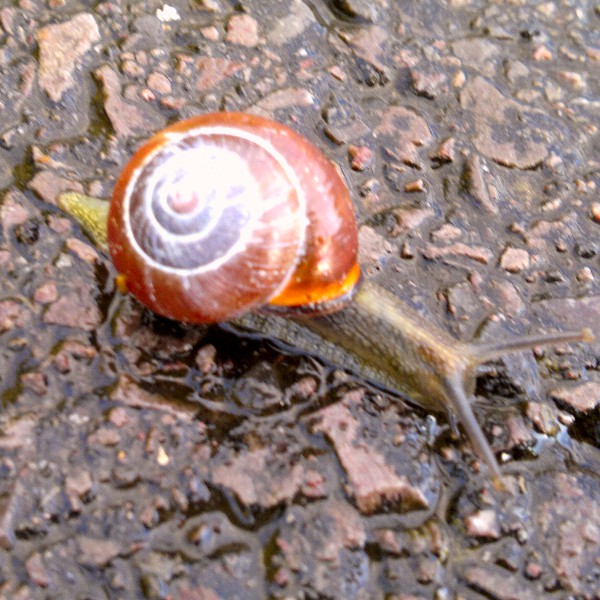 a snail crawls on the ground in front of someone