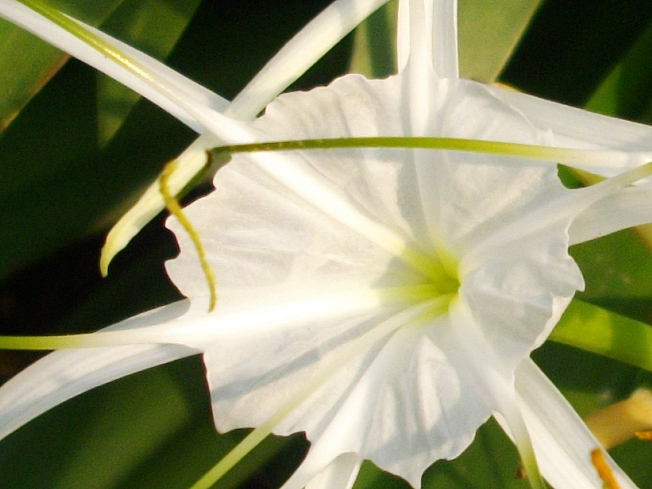 a close up of a white flower near grass