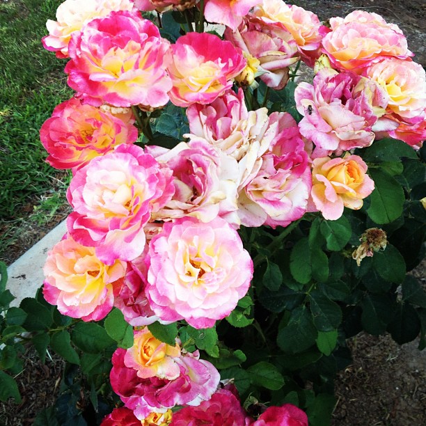 a bunch of pink and orange flowers on the bush