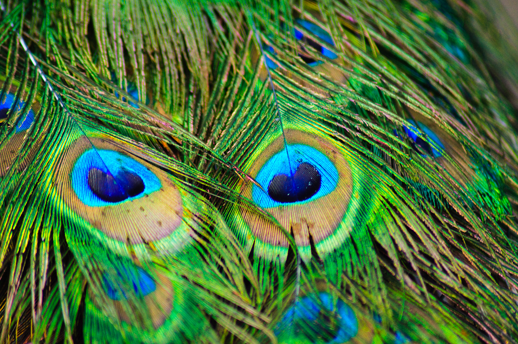 a peacock's eye is pictured on a green and blue feather