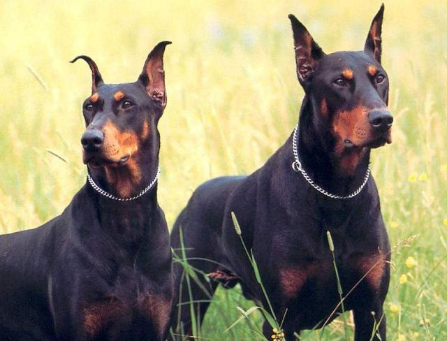 two very cute black and tan dogs in the grass
