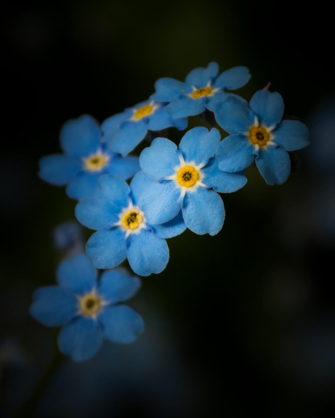 a group of blue flowers with small yellow centers