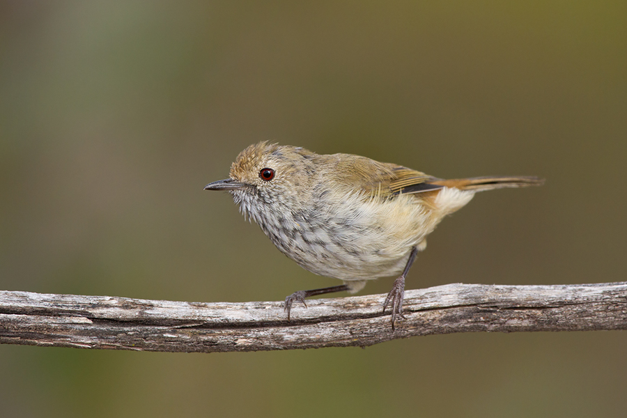 a small bird sitting on a nch with some kind of long legged wing