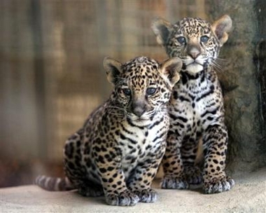 two baby leopards look down while sitting on the rock