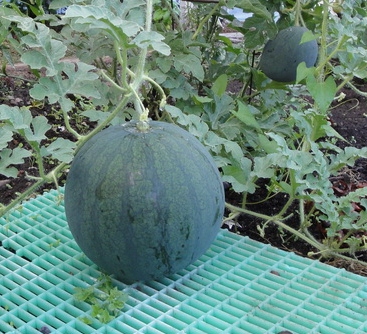a large watermelon growing on the vine in an urban garden