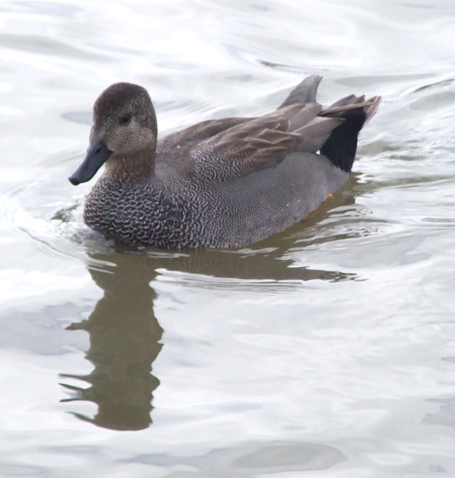 a duck swimming on a lake surrounded by water