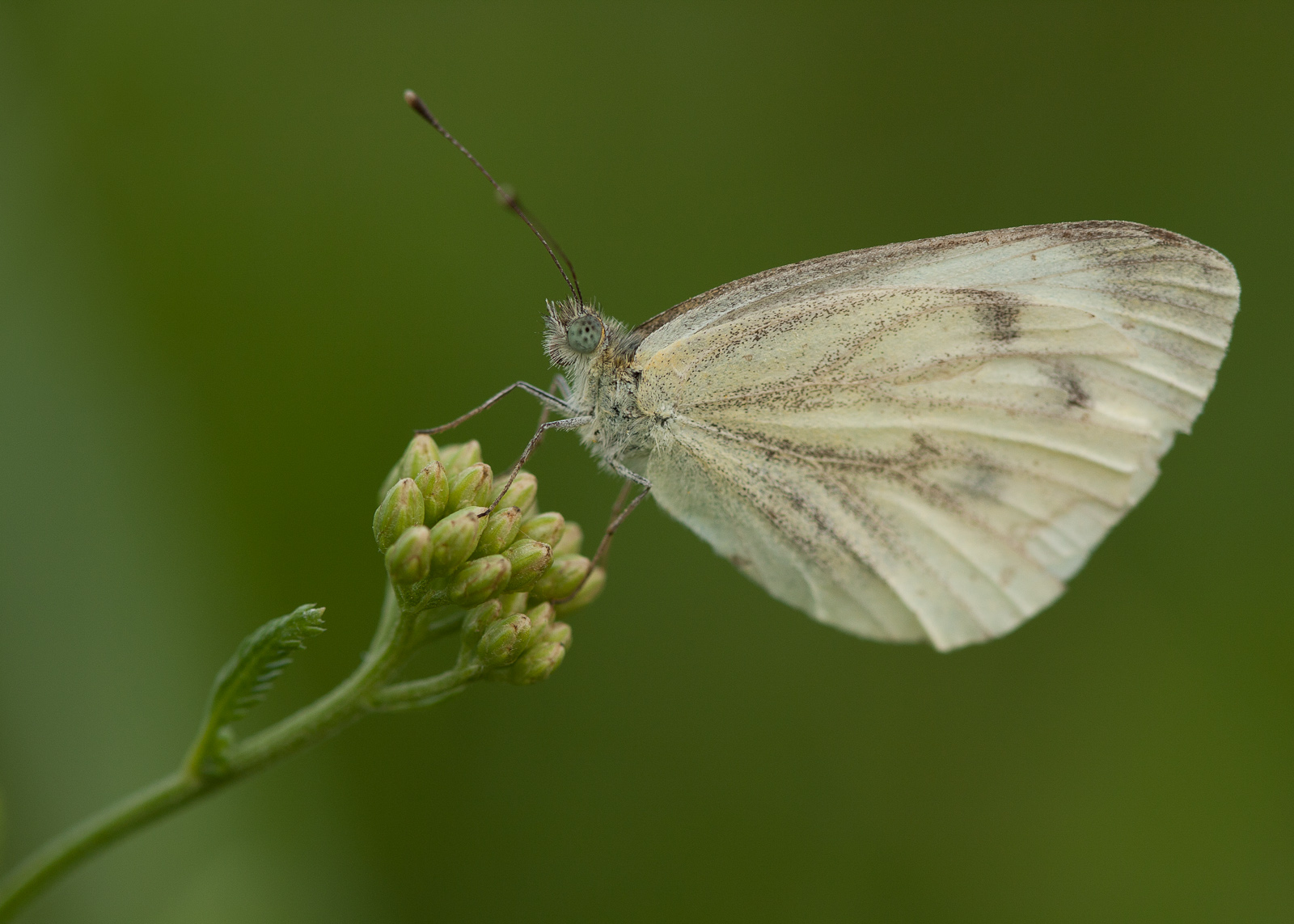 a white erfly sitting on a small flower