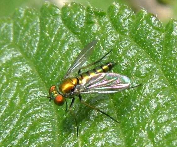 a fly is sitting on a green leaf