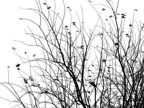 a bare tree with some birds in the nches