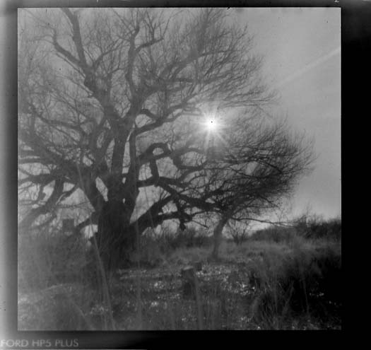 the sun shines through the nches of an old tree in a black and white pograph