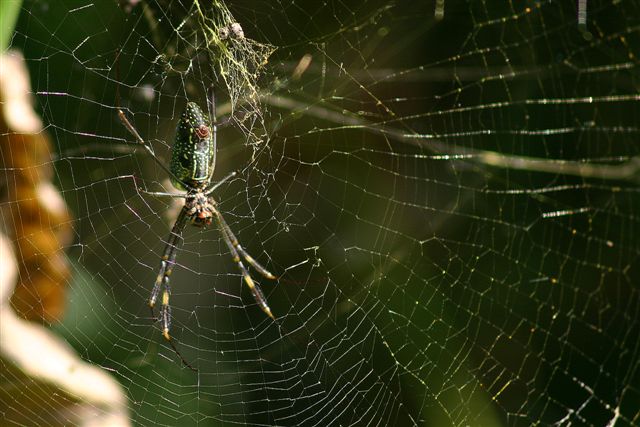 a big green spider is sitting on the web