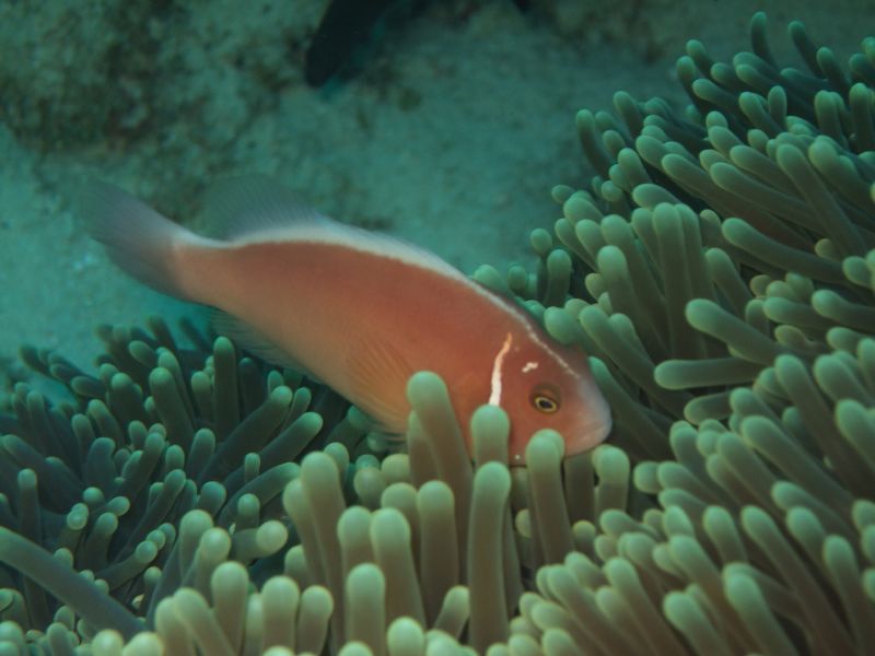 an image of a fish that is on the sea coral