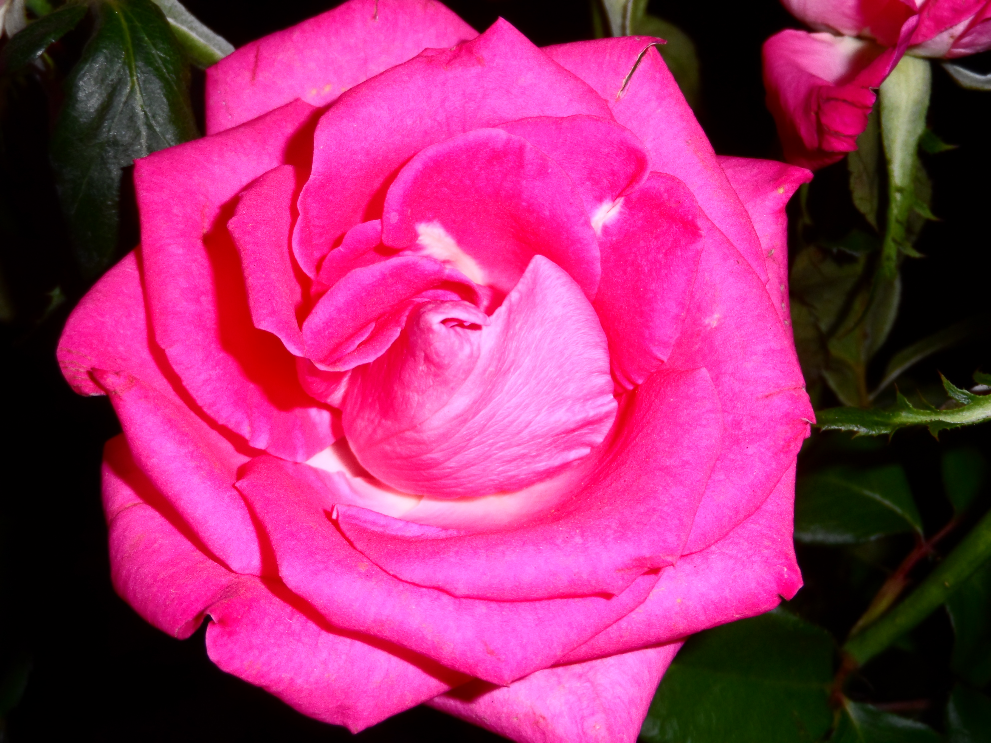 the pink rose has many large petals on it