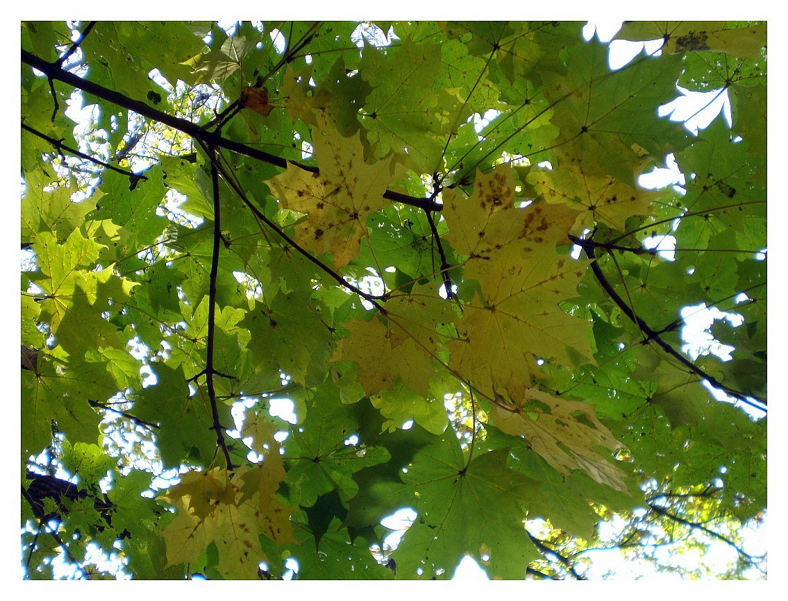 the leaves are green and yellow as they peek out of the canopy