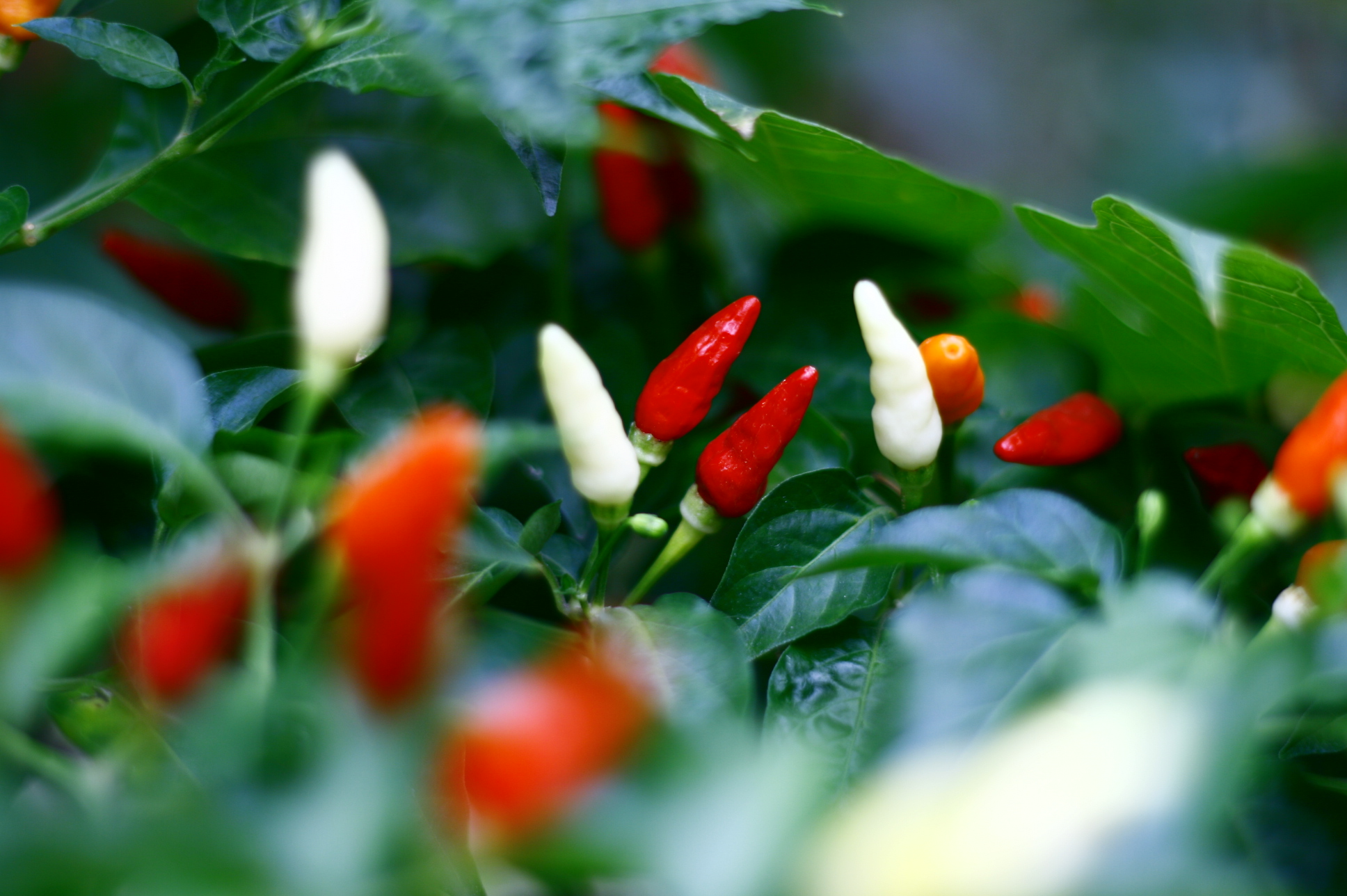 a group of red peppers on the side of some green leaves