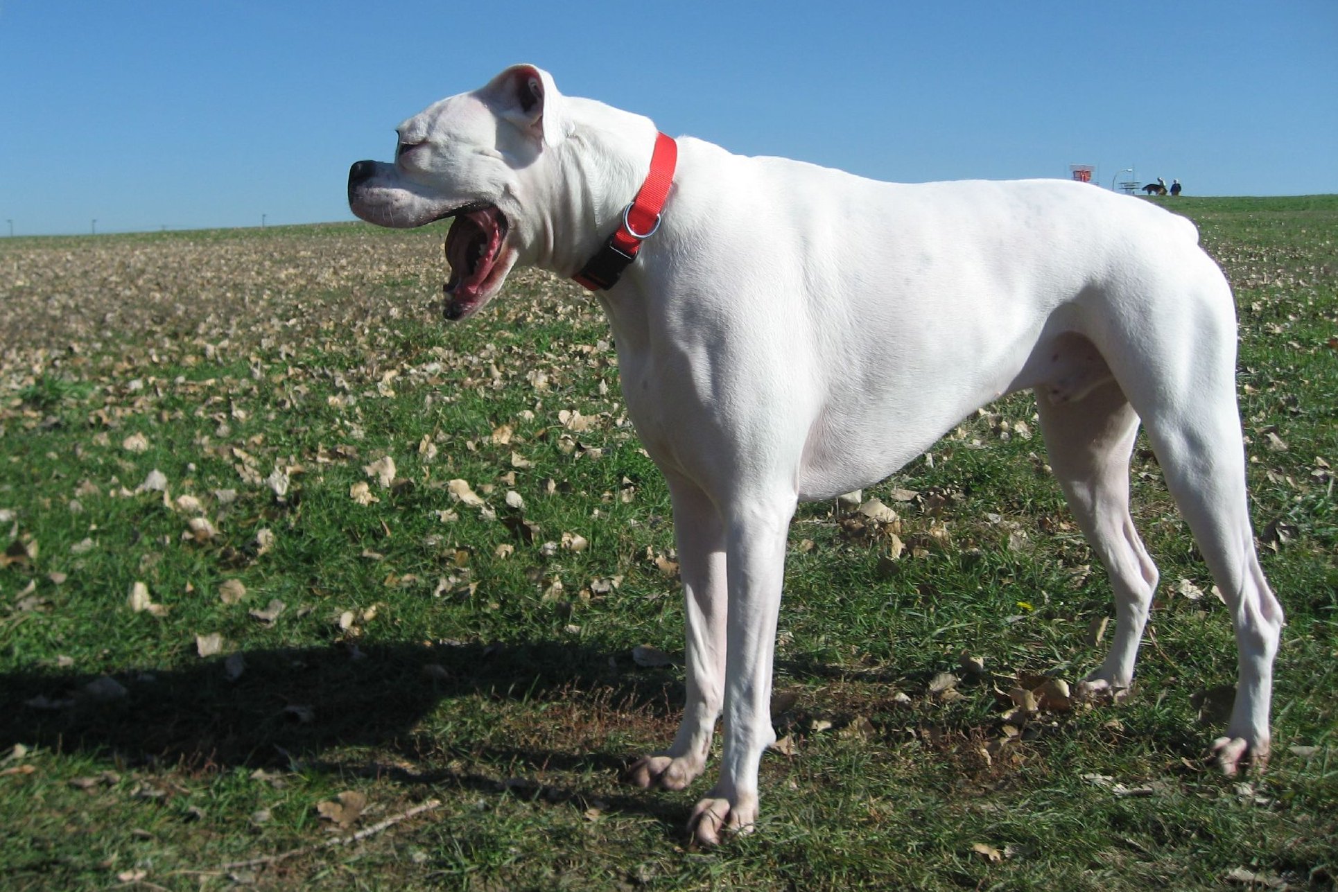 a large white dog standing in the grass