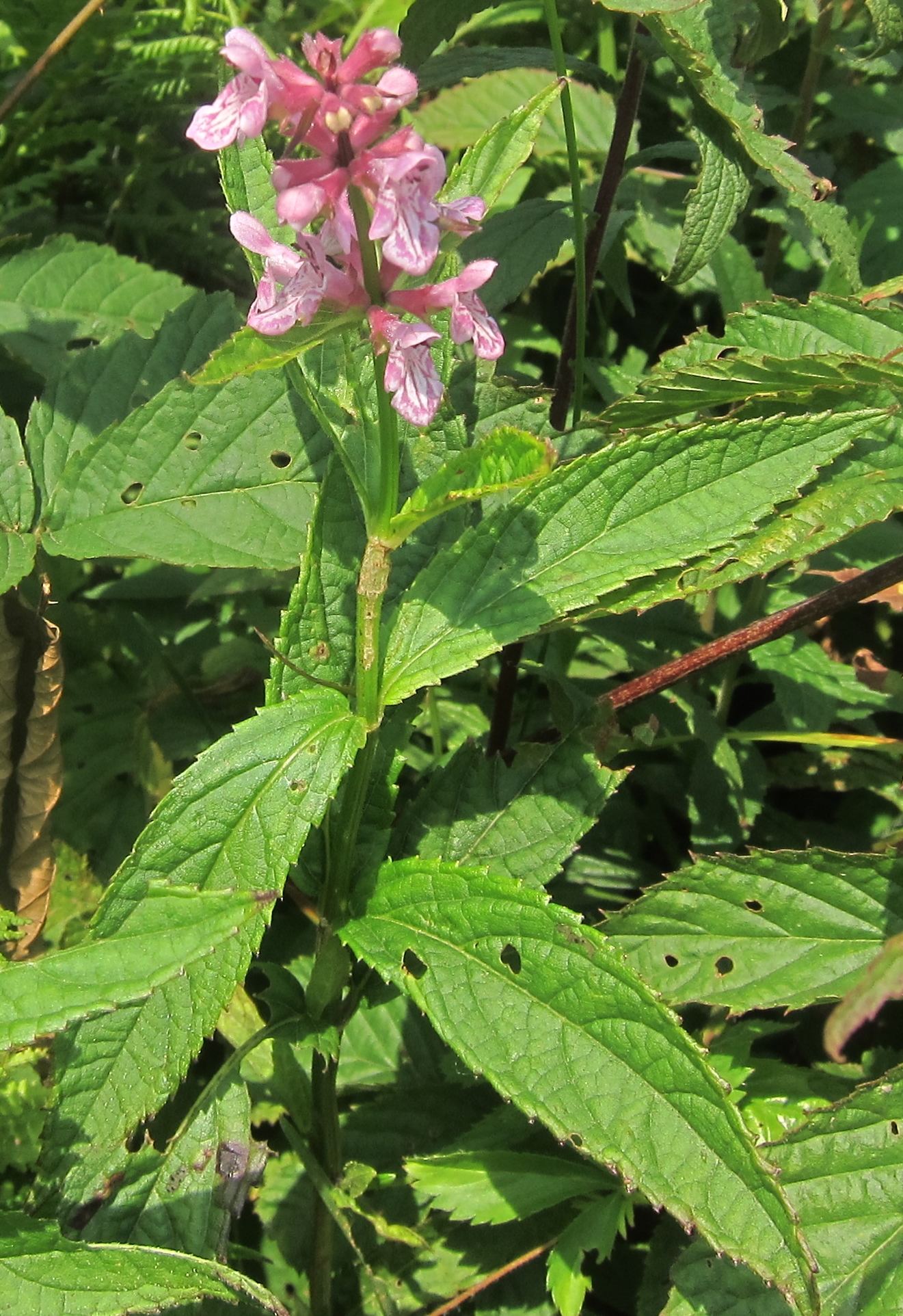 a small flower with leaves near the ground