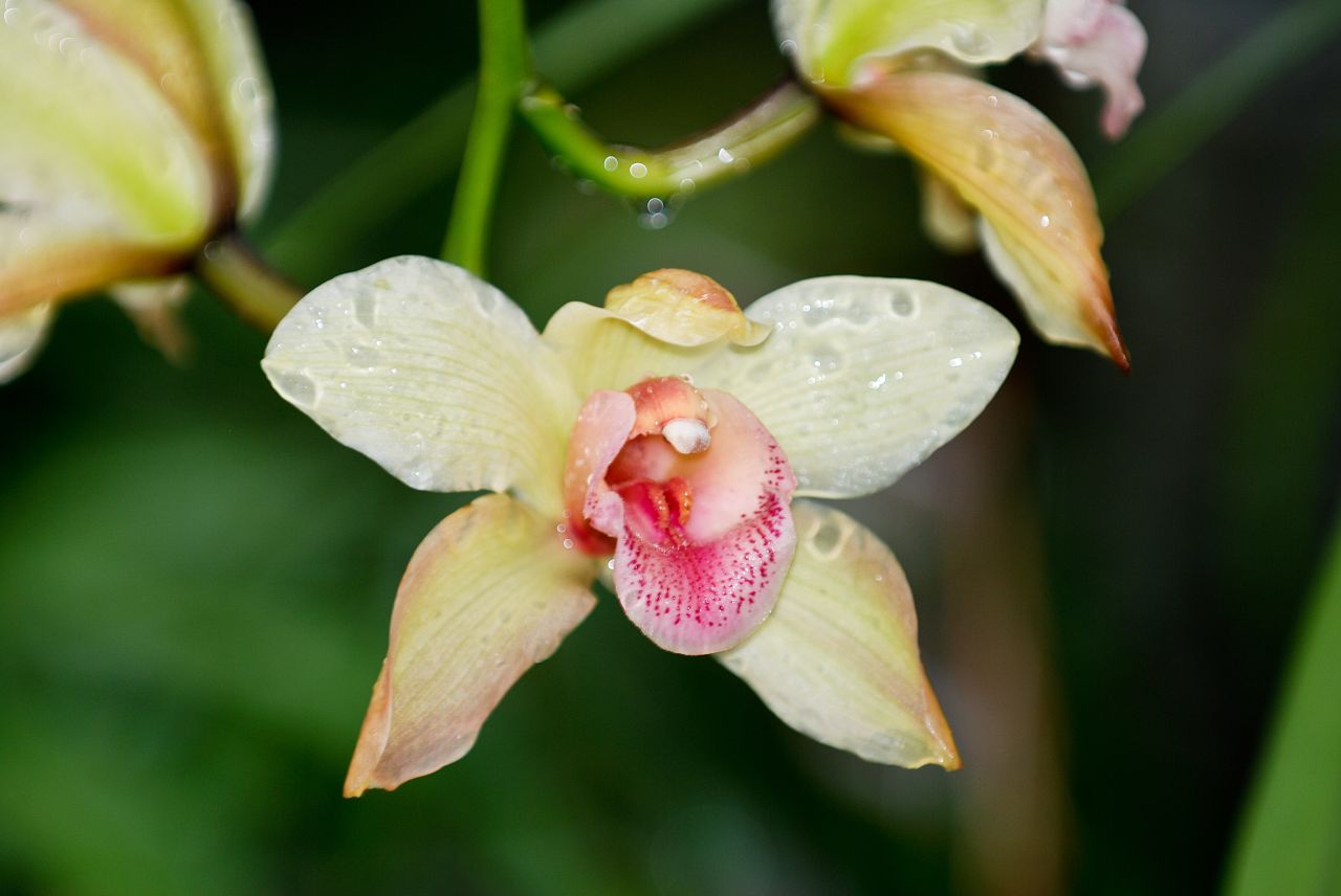 an orchid flower with droplets on its petals