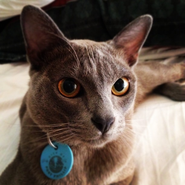 a brown cat with blue tags sits on a bed