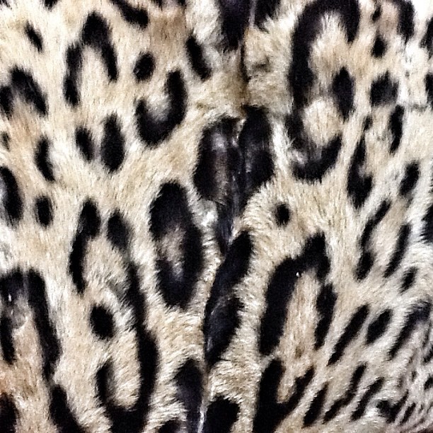 an animal print fur with black spots and lines