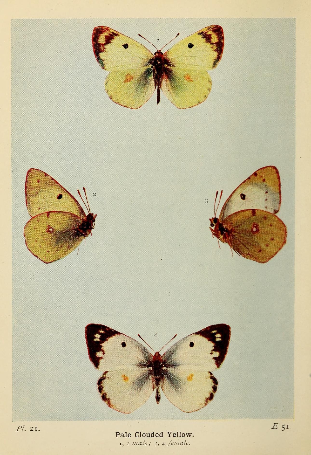 four different colored erflies in different styles and sizes