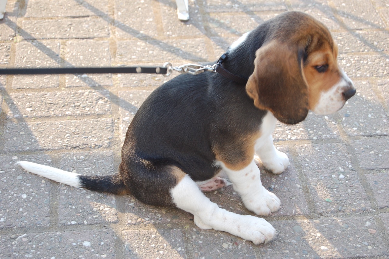 a puppy sits outside while leashed on a walk