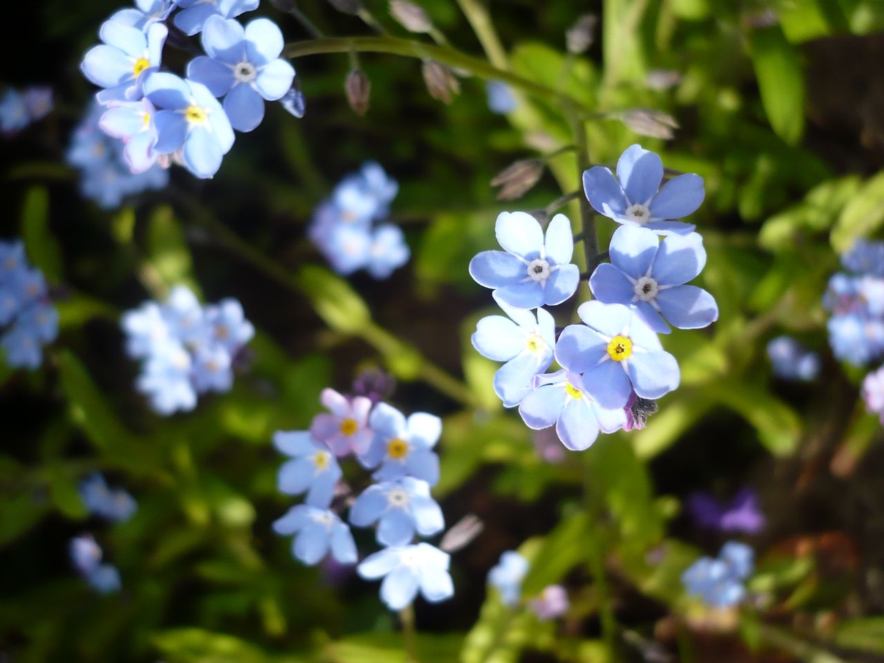 several blue flowers that have yellow centers