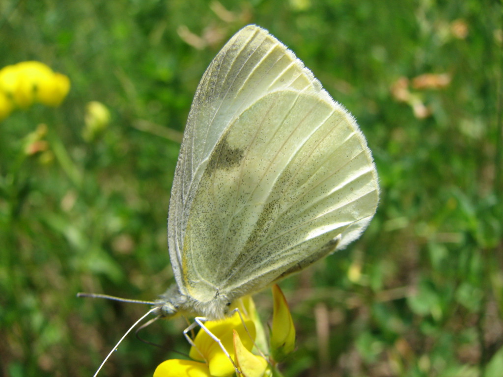 a close up of a erfly on a yellow flower