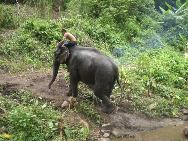 a man is riding an elephant that is walking