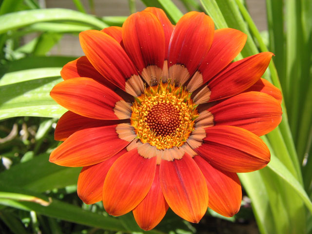 a very nice bright orange flower with lots of leaves