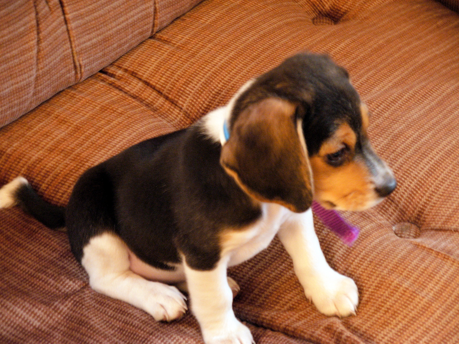 small puppy sitting on a couch chewing on a toy