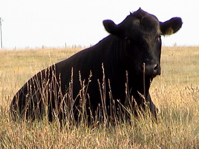 the cow is laying down in the tall grass
