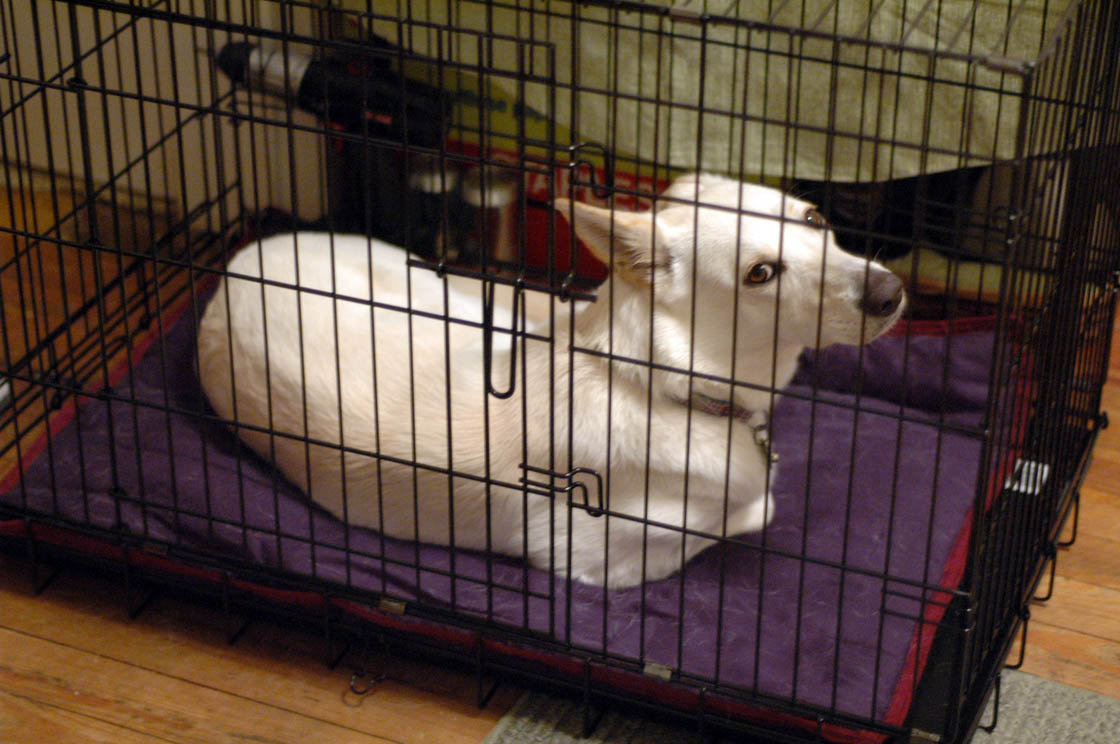 a dog laying in a cage next to another dog