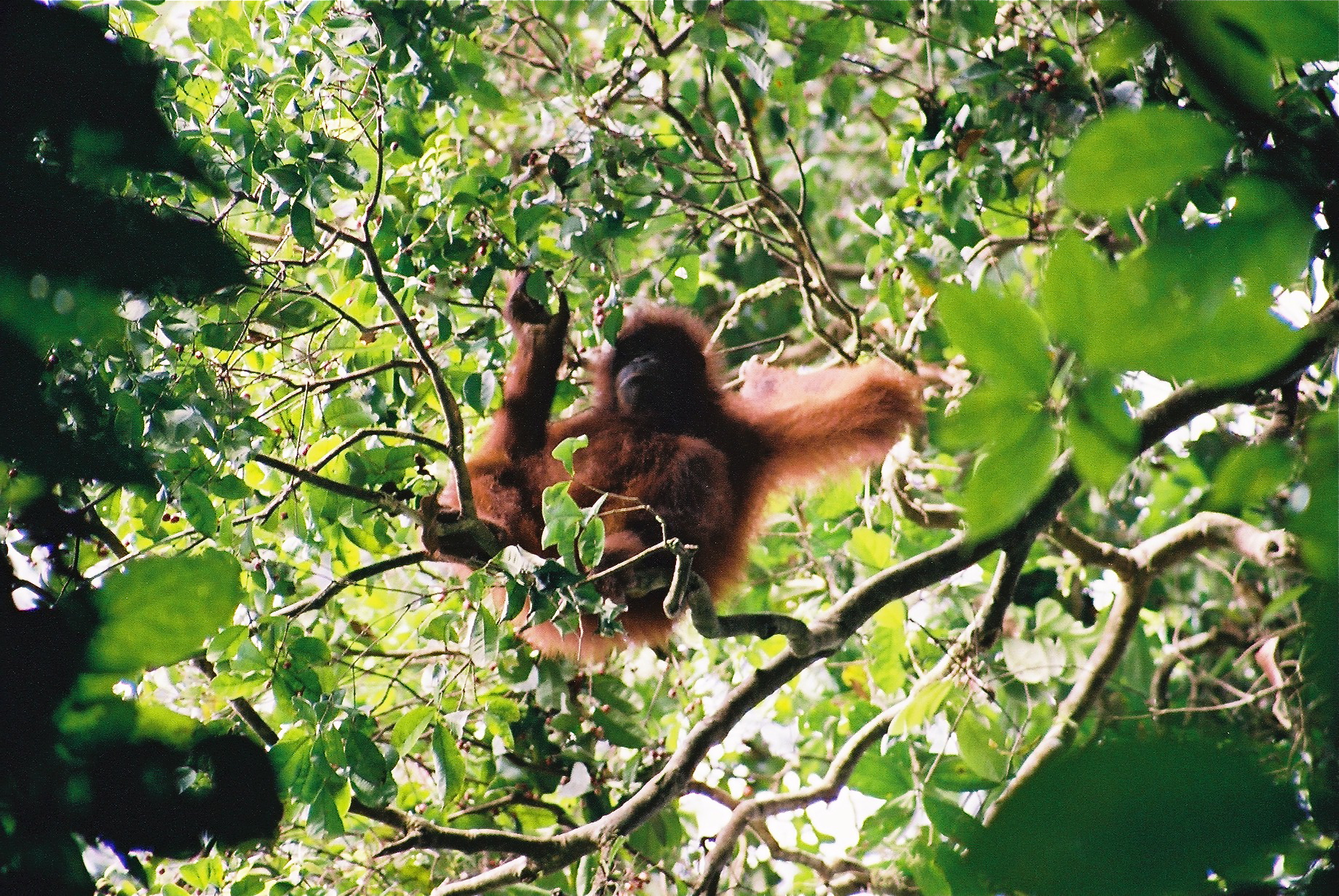 an oranguel in a tree near the rainforest