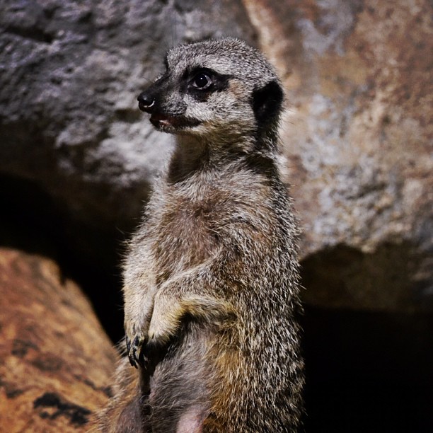 a close - up of a meerkat with rocks in the background