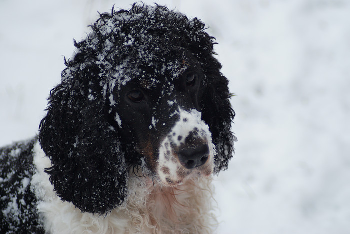 a black and white dog is outside in the snow