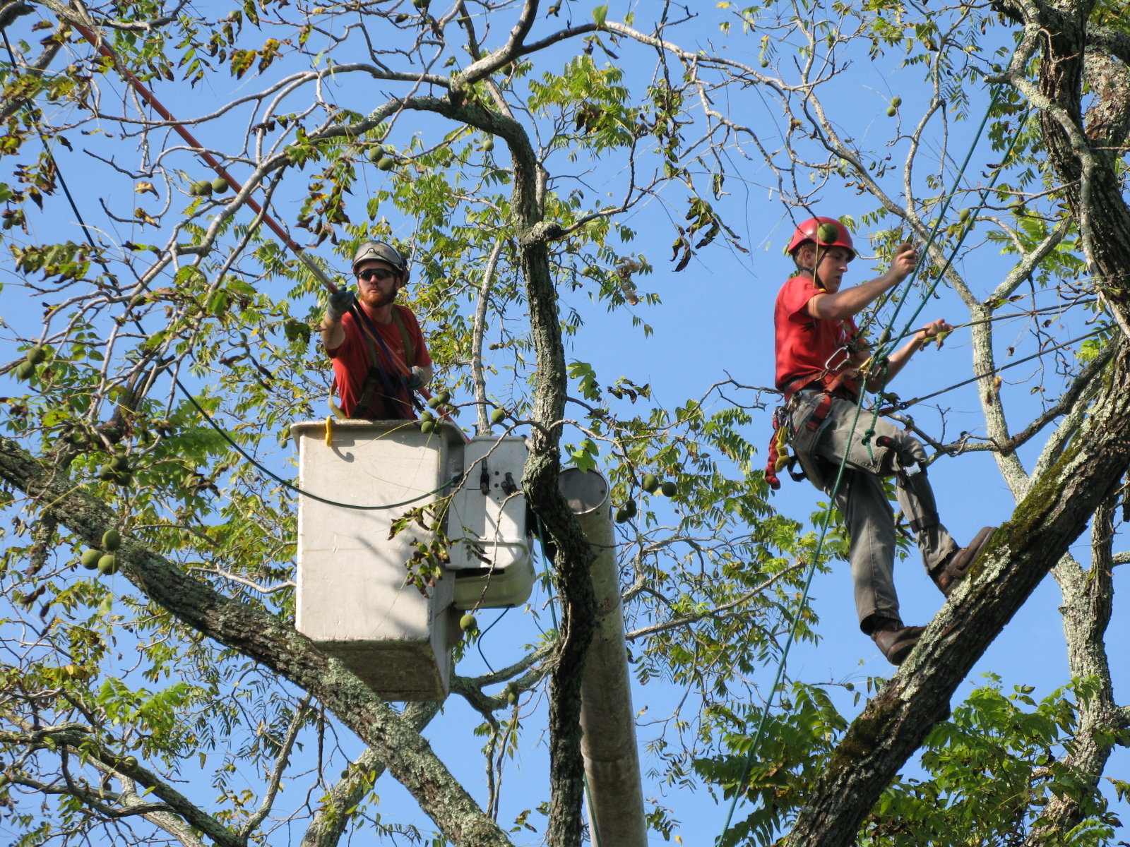 a couple of workers standing next to a tree