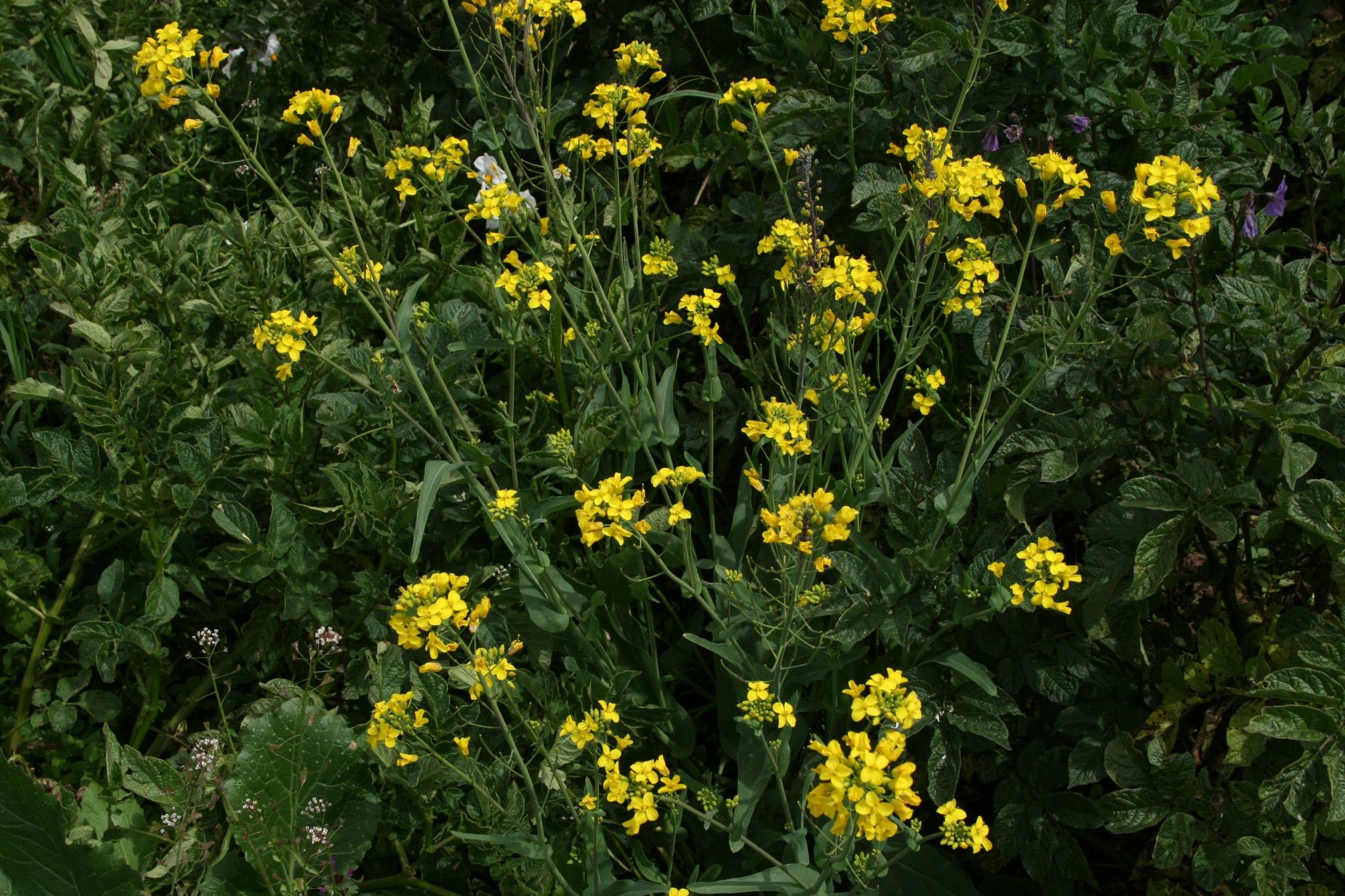 large flowers blooming in the garden next to shrubbery